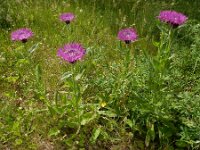 Centaurea cheiranthifolia var purpurascens 10, Saxifraga-Ed Stikvoort