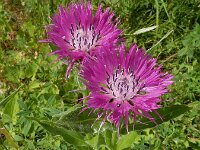 Centaurea cheiranthifolia var purpurascens 11, Saxifraga-Ed Stikvoort