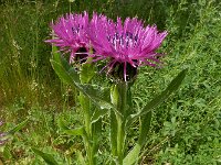 Centaurea cheiranthifolia var purpurascens 12, Saxifraga-Ed Stikvoort