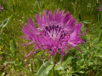 Centaurea cheiranthifolia var purpurascens 13, Saxifraga-Ed Stikvoort