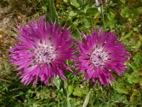 Centaurea cheiranthifolia var purpurascens 9, Saxifraga-Ed Stikvoort