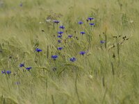 Centaurea cyanus 21, Korenbloem, Saxifraga-Jan Nijendijk