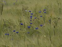 Centaurea cyanus 23, Korenbloem, Saxifraga-Jan Nijendijk