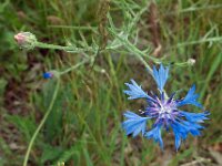 Centaurea cyanus 50, Korenbloem, Saxifraga-Ab H Baas