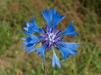 Centaurea cyanus 51, Korenbloem, Saxifraga-Ab H Baas