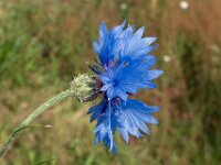 Centaurea cyanus 52, Korenbloem, Saxifraga-Ab H Baas