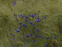 Centaurea cyanus 53, Korenbloem, Saxifraga-Jan Nijendijk