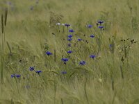 Centaurea cyanus 54, Korenbloem, Saxifraga-Jan Nijendijk