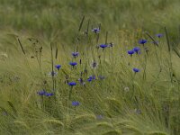 Centaurea cyanus 55, Korenbloem, Saxifraga-Jan Nijendijk