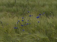 Centaurea cyanus 56, Korenbloem, Saxifraga-Jan Nijendijk