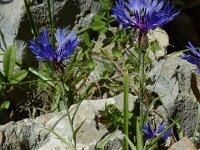 Centaurea cyanus 68, Korenbloem, Saxifraga-Ed Stikvoort : Marathias - Vathi Ithaki s9900