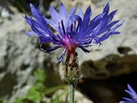 Centaurea cyanus 69, Korenbloem, Saxifraga-Ed Stikvoort : Marathias - Vathi Ithaki s9900