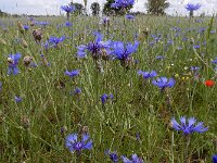 Centaurea cyanus 71, Korenbloem, Saxifraga-Ed Stikvoort
