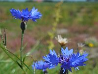 Centaurea cyanus 72, Korenbloem, Saxifraga-Ed Stikvoort