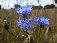 Centaurea cyanus 73, Korenbloem, Saxifraga-Ed Stikvoort