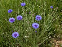 Centaurea cyanus 74, Korenbloem, Saxifraga-Ed Stikvoort