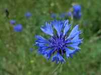 Centaurea cyanus 75, Korenbloem, Saxifraga-Ed Stikvoort