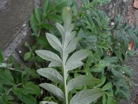 Centaurea dealbata
