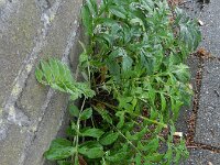 Centaurea dealbata 2, Perzische korenbloem, Saxifraga-Rutger Barendse
