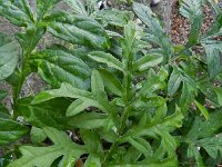 Centaurea dealbata 3, Perzische korenbloem, Saxifraga-Rutger Barendse