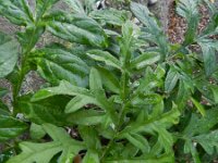 Centaurea dealbata 3, Saxifraga-Rutger Barendse