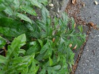 Centaurea dealbata 4, Perzische korenbloem, Saxifraga-Rutger Barendse