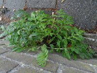 Centaurea dealbata 5, Perzische korenbloem, Saxifraga-Rutger Barendse