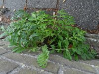 Centaurea dealbata 5, Saxifraga-Rutger Barendse
