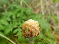 Centaurea dealbata 6, Perzische korenbloem, Saxifraga-Rutger Barendse