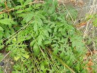 Centaurea dealbata 7, Perzische korenbloem, Saxifraga-Rutger Barendse