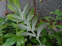 Centaurea dealbata 8, Perzische korenbloem, Saxifraga-Rutger Barendse