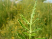 Centaurea fritschii 2, Saxifraga-Jasenka Topic