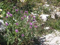 Centaurea haynaldii 2, Saxifraga-Jasenka Topic