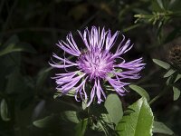 Centaurea jacea ssp nigra  3, Zwart knoopkruid, Saxifraga-Willem van Kruijsbergen
