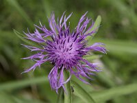 Centaurea jacea ssp nigra  4, Zwart knoopkruid, Saxifraga-Willem van Kruijsbergen