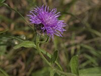 Centaurea jacea 90, Knoopkruid, Saxifraga-Jan van der Straaten