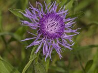 Centaurea jacea 91, Knoopkruid, Saxifraga-Jan van der Straaten