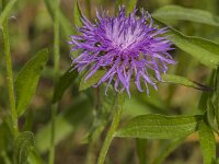 Centaurea jacea 92, Knoopkruid, Saxifraga-Jan van der Straaten
