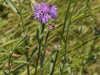Centaurea jacea 93, Knoopkruid, Saxifraga-Jan van der Straaten