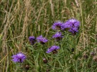 Centaurea jacea 94, Knoopkruid, Saxifraga-Jan van der Straaten
