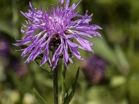 Centaurea jacea 95, Knoopkruid, Saxifraga-Jan van der Straaten
