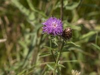 Centaurea jacea 96, Knoopkruid, Saxifraga-Jan van der Straaten