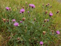 Centaurea jacea 97, Knoopkruid, Saxifraga-Peter Meininger