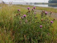 Centaurea jacea 98, Knoopkruid, Saxifraga-Peter Meininger