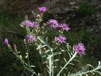 Centaurea leucophaea 2, Saxifraga-Jan van der Straaten