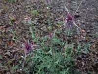 Centaurea melitensis 2, Saxifraga-Ed Stikvoort