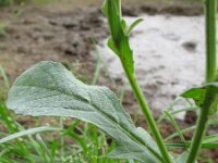 Centaurea melitensis 3, Saxifraga-Rutger Barendse