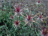 Centaurea melitensis 4, Saxifraga-Ed Stikvoort