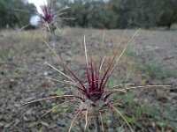 Centaurea melitensis 5, Saxifraga-Ed Stikvoort