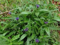 Centaurea montana 11, Bergcentaurie, Saxifraga-Hans Grotenhuis